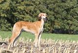 SALUKI 077